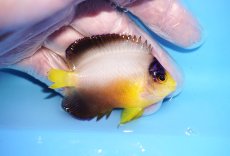 画像2: 【10%OFFクーポンブラックフライデー対象品】 【海水魚・ヤッコ】【通販】人工飼料OK♪マルチカラーエンゼル（Mサイズ）(個体販売）（±6cm）No.2（生体）(海水魚) (2)