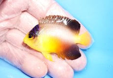 画像1: 【10%OFFクーポンブラックフライデー対象品】 【海水魚・ヤッコ】【通販】人工飼料OK♪マルチカラーエンゼル（Mサイズ）(個体販売）（±6.5cm）No.1（生体）(海水魚) (1)