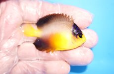 画像2: 【10%OFFクーポンブラックフライデー対象品】 【海水魚・ヤッコ】【通販】人工飼料OK♪マルチカラーエンゼル（Mサイズ）(個体販売）（±6.5cm）No.1（生体）(海水魚) (2)