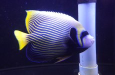 画像1: 【海水魚・ヤッコ】【通販】人工飼料OK♪タテジマキンチャクダイ（XLサイズ）(個体販売）（±24cm）（生体）(海水魚) (1)