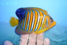 画像2: 【海水魚・ヤッコ】【通販】人工飼料OK♪インドニシキヤッコ（Mサイズ）(個体販売）（±11cm）No.10（生体）(海水魚) (2)