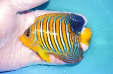 画像2: 【海水魚・ヤッコ】【通販】状態良好♪インドニシキヤッコ（Mサイズ）(個体販売）（±11cm）No.11（生体）(海水魚) (2)