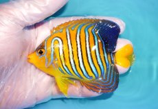 画像1: 【海水魚・ヤッコ】【通販】状態良好♪インドニシキヤッコ（Mサイズ）(個体販売）（±10.5cm）No.12（生体）(海水魚) (1)