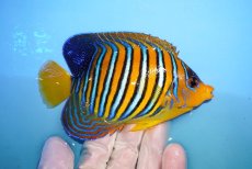 画像2: 【海水魚・ヤッコ】【通販】人工飼料OK♪インドニシキヤッコ（Mサイズ）(個体販売）（±12cm）No.13（生体）(海水魚) (2)