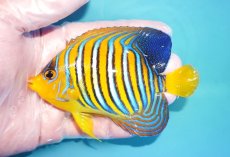 画像1: 【海水魚・ヤッコ】【通販】人工飼料OK♪インドニシキヤッコ（Mサイズ）(個体販売）（±12cm）No.15（生体）(海水魚) (1)