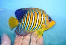 画像2: 【海水魚・ヤッコ】【通販】人工飼料OK♪インドニシキヤッコ（Mサイズ）(個体販売）（±12cm）No.15（生体）(海水魚) (2)