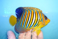 画像2: 【海水魚・ヤッコ】【通販】人工飼料OK♪インドニシキヤッコ（Mサイズ）(個体販売）（±12.5cm）No.18（生体）(海水魚) (2)