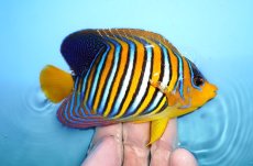 画像2: 【海水魚・ヤッコ】【通販】人工飼料OK♪インドニシキヤッコ（Mサイズ）(個体販売）（±11.5cm）No.22（生体）(海水魚) (2)