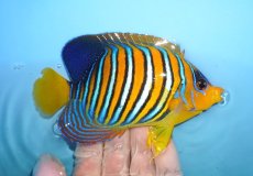 画像2: 【海水魚・ヤッコ】【通販】人工飼料OK♪インドニシキヤッコ（Mサイズ）(個体販売）（±12.5cm）No.25（生体）(海水魚) (2)