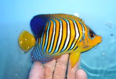 画像2: 【海水魚・ヤッコ】【通販】状態良好♪インドニシキヤッコ（MLサイズ）(個体販売）（±13cm）No.32（生体）(海水魚) (2)