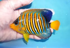 画像1: 【海水魚・ヤッコ】【通販】人工飼料OK♪インドニシキヤッコ（MLサイズ）(個体販売）（±13cm）No.33（生体）(海水魚) (1)