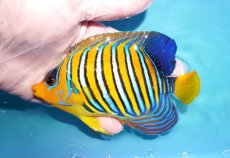 画像1: 【海水魚・ヤッコ】【通販】人工飼料OK♪インドニシキヤッコ（MLサイズ）(個体販売）（±14cm）No.35（生体）(海水魚) (1)