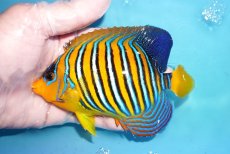 画像1: 【海水魚・ヤッコ】【通販】状態良好♪インドニシキヤッコ（MLサイズ）(個体販売）（±14cm）No.38（生体）(海水魚) (1)