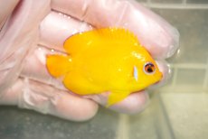 画像2: 【ウィンターセール10％オフ対象】 【海水魚・ヤッコ】【通販】人工飼料OK♪レモンピール（クリスマス島産）SMサイズ(個体販売）（±6cm）No.1（生体）(海水魚) (2)