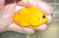 画像2: 【ウィンターセール10％オフ対象】 【海水魚・ヤッコ】【通販】人工飼料OK♪レモンピール（クリスマス島産）Mサイズ(個体販売）（±6.5cm）No.4（生体）(海水魚) (2)