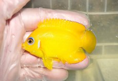 画像1: 【ウィンターセール10％オフ対象】 【海水魚・ヤッコ】【通販】人工飼料OK♪レモンピール（クリスマス島産）MLサイズ(個体販売）（±7cm）No.7（生体）(海水魚) (1)