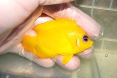 画像2: 【ウィンターセール10％オフ対象】 【海水魚・ヤッコ】【通販】人工飼料OK♪レモンピール（クリスマス島産）MLサイズ(個体販売）（±7cm）No.9（生体）(海水魚) (2)