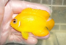 画像1: 【ウィンターセール10％オフ対象】 【海水魚・ヤッコ】【通販】人工飼料OK♪レモンピール（クリスマス島産）MLサイズ(個体販売）（±8cm）No.10（生体）(海水魚) (1)