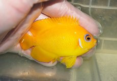 画像2: 【ウィンターセール10％オフ対象】 【海水魚・ヤッコ】【通販】人工飼料OK♪レモンピール（クリスマス島産）MLサイズ(個体販売）（±8cm）No.10（生体）(海水魚) (2)