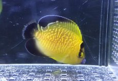 画像1: 【ウィンターセール10％オフ対象】 【海水魚・ヤッコ】【通販】人工飼料OK♪ゴールドフレークエンゼル（SMサイズ）(個体販売）（±6cm）No.4（生体）(海水魚) (1)