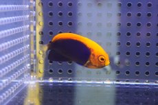 画像1: 【ウィンターセール10％オフ対象】 【海水魚・ヤッコ】【通販】人工飼料OK♪アフリカンフレームバックエンゼル（Mサイズ）(個体販売）（±5cm）No.2（生体）(海水魚) (1)