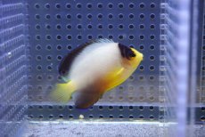 画像1: 【ウィンターセール10％オフ対象】 【海水魚・ヤッコ】【通販】人工飼料OK♪マルチカラーエンゼル（Mサイズ）(個体販売）（±6cm）No.1（生体）(海水魚) (1)