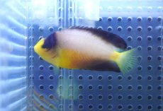 画像2: 【ウィンターセール10％オフ対象】 【海水魚・ヤッコ】【通販】人工飼料OK♪マルチカラーエンゼル（MLサイズ）(個体販売）（±7cm）No.2（生体）(海水魚) (2)