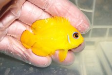 画像2: 【ウィンターセール10％オフ対象】 【海水魚・ヤッコ】【通販】人工飼料OK♪レモンピール（クリスマス島産）SMサイズ(個体販売）（±5.5cm）No.11（生体）(海水魚) (2)