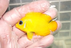 画像1: 【ウィンターセール10％オフ対象】 【海水魚・ヤッコ】【通販】人工飼料OK♪レモンピール（クリスマス島産）SMサイズ(個体販売）（±6cm）No.12（生体）(海水魚) (1)