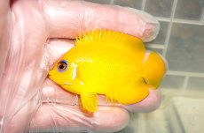 画像1: 【ウィンターセール10％オフ対象】 【海水魚・ヤッコ】【通販】人工飼料OK♪レモンピール（クリスマス島産）MLサイズ(個体販売）（±7cm）No.13（生体）(海水魚) (1)