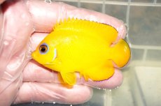 画像1: 【ウィンターセール10％オフ対象】 【海水魚・ヤッコ】【通販】人工飼料OK♪レモンピール（クリスマス島産）MLサイズ(個体販売）（±7cm）No.14（生体）(海水魚) (1)