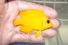 画像2: 【ウィンターセール10％オフ対象】 【海水魚・ヤッコ】【通販】人工飼料OK♪レモンピール（クリスマス島産）MLサイズ(個体販売）（±7cm）No.14（生体）(海水魚) (2)