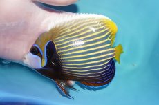 画像1: 【海水魚・ヤッコ】【通販】人工飼料OK♪タテジマキンチャクダイ（Mサイズ）(個体販売）（±14.5cm）No.3（生体）(海水魚) (1)