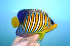 画像2: 【海水魚・ヤッコ】【通販】人工飼料OK♪【紅海産】インドニシキヤッコ（MLサイズ）(個体販売）（±12.5cm）No.2（生体）(海水魚) (2)