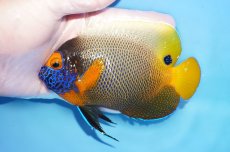 画像1: 【決算セール10％OFFクーポン対象個体】【海水魚・ヤッコ】【通販】人工飼料OK♪アデヤッコ（MLサイズ）(個体販売）（±13.5cm）No.1（生体）(海水魚) (1)