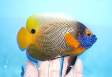 画像2: 【決算セール10％OFFクーポン対象個体】【海水魚・ヤッコ】【通販】人工飼料OK♪アデヤッコ（MLサイズ）(個体販売）（±13.5cm）No.1（生体）(海水魚) (2)