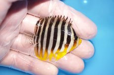 画像2: 【決算セール10％OFFクーポン対象個体】【海水魚・ヤッコ】【通販】人工飼料OK♪シマヤッコヤッコ（Mサイズ）(個体販売）（±5.5cm）No.2（生体）(海水魚) (2)