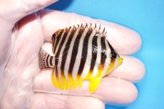 画像2: 【海水魚・ヤッコ】【通販】人工飼料OK♪シマヤッコヤッコ（MLサイズ）(個体販売）（±6cm）No.7（生体）(海水魚) (2)