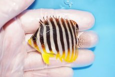 画像1: 【初売り 10%OFFクーポン対象商品】 【海水魚・ヤッコ】【通販】人工飼料OK♪シマヤッコヤッコ（MLサイズ）(個体販売）（±6cm）No.8（生体）(海水魚) (1)