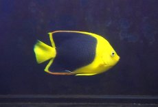 画像2: 【決算セール10％オフクーポン対象商品【海水魚・ヤッコ】【通販】人工飼料OK♪ロックビューティー（Mサイズ)(個体販売）（±11cm）No.2（生体）(海水魚) (2)