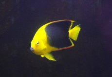 画像2: 【決算セール10％オフクーポン対象商品【海水魚・ヤッコ】【通販】人工飼料OK♪ロックビューティー（Mサイズ)(個体販売）（±11cm）No.4（生体）(海水魚) (2)