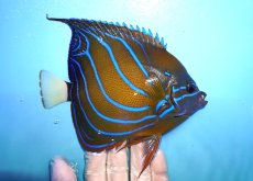 画像2: 【決算セール10％オフクーポン対象商品【海水魚・ヤッコ】【通販】人工飼料OK♪【インド洋産】ワヌケヤッコ（MLサイズ)(個体販売）（±16cm）No.1（生体）(海水魚) (2)