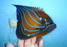 画像2: 【決算セール10％オフクーポン対象商品【海水魚・ヤッコ】【通販】人工飼料OK♪【インド洋産】ワヌケヤッコ（Mサイズ)(個体販売）（±14cm）No.2（生体）(海水魚) (2)