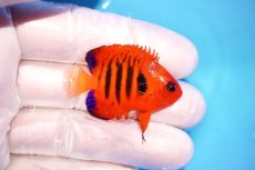 画像2: 【サマーセール10％オフクーポン対象商品【海水魚・ヤッコ】【通販】状態良好♪【クリスマス島産】フレームエンゼル（Sサイズ）(個体販売）（±4cm）No.1（生体）(海水魚) (2)