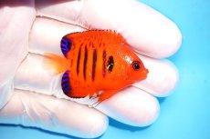 画像2: 【決算セール10％オフクーポン対象商品【海水魚・ヤッコ】【通販】状態良好♪【クリスマス島産】フレームエンゼル（Sサイズ）(個体販売）（±4.5cm）No.2（生体）(海水魚) (2)