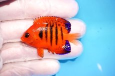 画像1: 【サマーセール10％オフクーポン対象商品【海水魚・ヤッコ】【通販】状態良好♪【クリスマス島産】フレームエンゼル（Sサイズ）(個体販売）（±4.5cm）No.3（生体）(海水魚) (1)