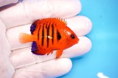 画像2: 【サマーセール10％オフクーポン対象商品【海水魚・ヤッコ】【通販】状態良好♪【クリスマス島産】フレームエンゼル（Sサイズ）(個体販売）（±4.5cm）No.3（生体）(海水魚) (2)