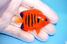 画像2: 【サマーセール10％オフクーポン対象商品【海水魚・ヤッコ】【通販】状態良好♪【クリスマス島産】フレームエンゼル（Sサイズ）(個体販売）（±5.5cm）No.4（生体）(海水魚) (2)