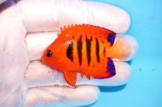 画像1: 【決算セール10％OFFクーポン対象個体】 【海水魚・ヤッコ】【通販】人工飼料OK♪【クリスマス島産】フレームエンゼル（SMサイズ）(個体販売）（±5.5cm）No.7（生体）(海水魚) (1)