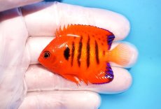 画像1: 【決算セール10％OFFクーポン対象個体】 【海水魚・ヤッコ】【通販】人工飼料OK♪【クリスマス島産】フレームエンゼル（SMサイズ）(個体販売）（±6cm）No.8（生体）(海水魚) (1)